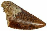 Serrated Raptor Tooth - Real Dinosaur Tooth #332884-1